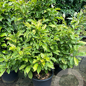 Magnolia 'Susan' 125-150 cm 20L