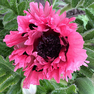 Papaver or. 'Pink Perfection' GM P9
