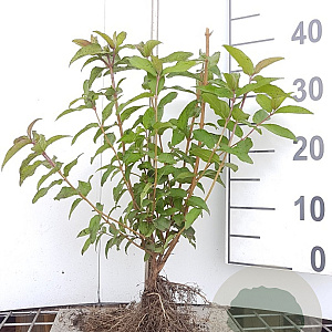 Deutzia scabra 40-60 cm wortelgoed 0/1