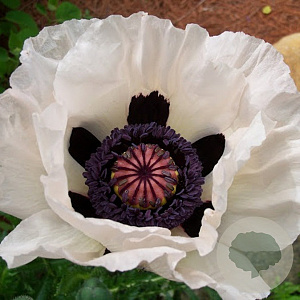 Papaver or. 'Royal Wedding' GM P9