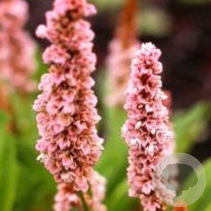 Persicaria aff. 'Donald Lowndes' GM P9
