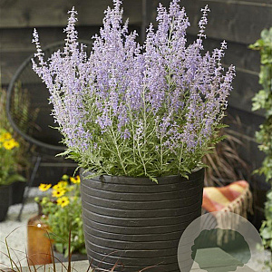 Perovskia atripl. Lacey Blue GM P9