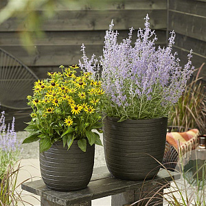 Perovskia atripl. Lacey Blue GM P9