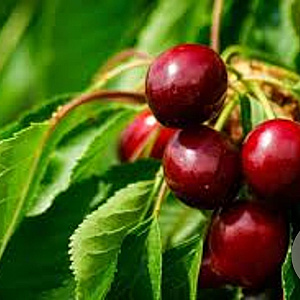 Prunus 'Carmine Jewel' 60-80 cm 5,0L