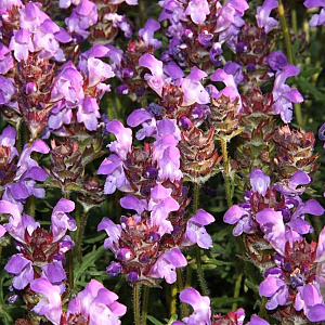 Prunella grand. 'Gerhard Rudolf' GM P9