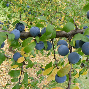 Prunus spinosa 'Nittel' GM 2,0L