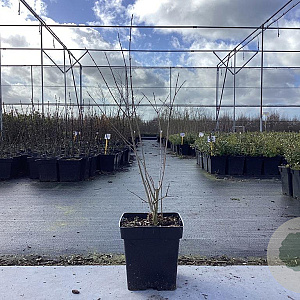 Punica granatum 50-60 cm 3,0L