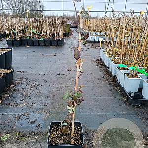 Rubus frut. 'Black Satin' 50-60 cm 3,0L