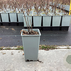 Rubus illecebrosus GM 1.5