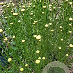 Santolina rosmarinifolia GM P9