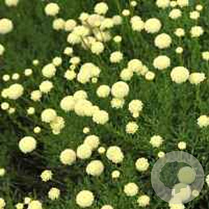 Santolina rosmarinifolia GM P9