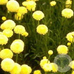 Santolina rosmarinifolia GM P9