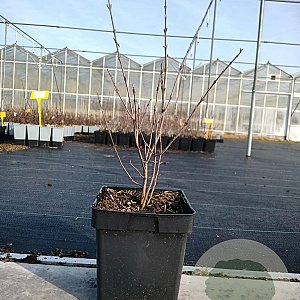 Shepherdia argentea 30-40 cm 3,0L