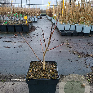Sorbus 'Burka' 20-40 cm 3,0L
