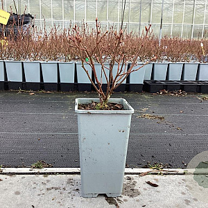 Vaccinium c. 'Bluegold' 20-40 cm C1.5