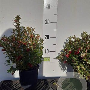 Vaccinium vitis-id. 'Koralle' 12-15 cm P12