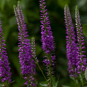 Veronica 'Eveline' GM P9