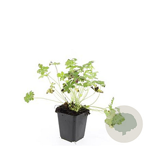 Geranium cant. 'Cambridge' GM P9