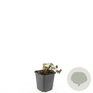 Geranium cant. 'Cambridge' GM P9