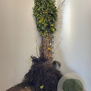 Frangula alnus 100 cm wortelgoed 2-jarig verplante zaailin