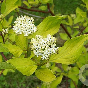 Cornus alba 20-30 cm wortelgoed 1/0 1 jarige zaailing