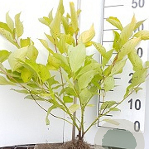 Cornus alba 'Aurea' 60-80 cm wortelgoed 0/1/0 3 tak
