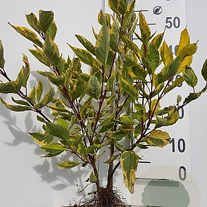 Cornus alba 'Gouchaultii' 40-60 cm wortelgoed 1-jarig bewortelde stekke 2-3 tak