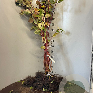 Cornus alba 'Sibirica' 60-90 cm wortelgoed 0/1 2-3 tak