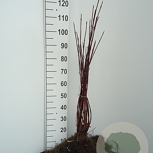 Cornus alba 'Sibirica' 60-90 cm wortelgoed 0/1 2-3 tak