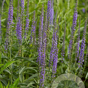 Veronica longifolia GM P9