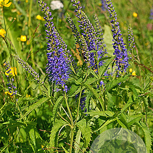 Veronica longifolia GM P9