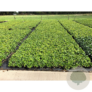 Waldsteinia ternata GM P9