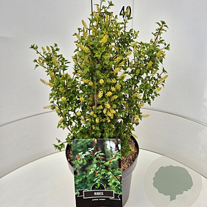 Ribes alpinum 'Schmidt' 30-40 cm 10L