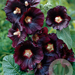 Alcea r. 'Nigra' GM P9
