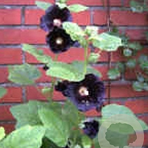 Alcea r. 'Nigra' GM P9