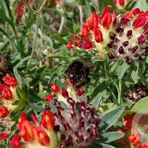 Anthyllis vulneraria coccinea GM P9