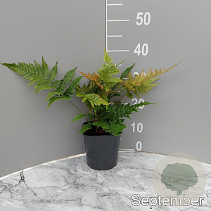Dryopteris erythrosora GM 2,0L