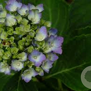 Hydrangea m. 'Mathilde Gütges' 50-60 cm 20L
