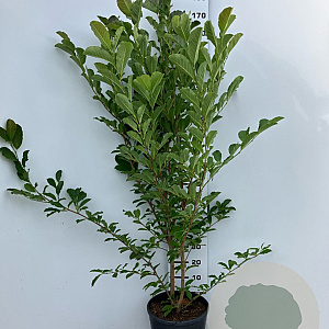 Magnolia loebneri 'Merrill' 150-175 cm 20L