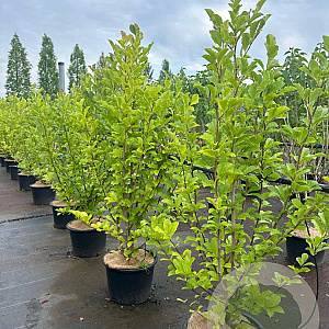 Magnolia loebneri 'Merrill' 150-175 cm 20L