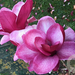 Magnolia Starburst 100-125 cm 20L