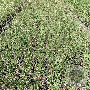 Molinia caerulea 'Edith Dudszus' GM 2,0L
