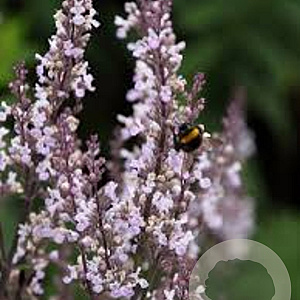 Nepeta nuda 'Purple Cat' GM P9