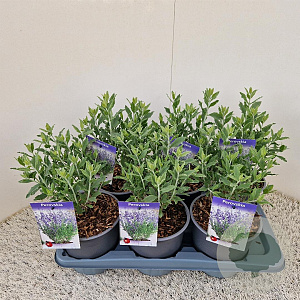 Perovskia atripl. 'Little Spire' 25 cm 2,5L