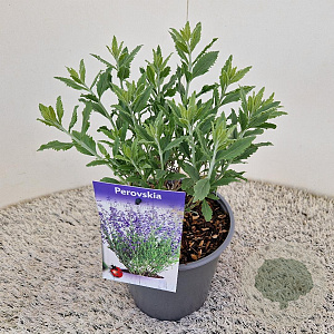 Perovskia atripl. 'Little Spire' 25 cm 2,5L