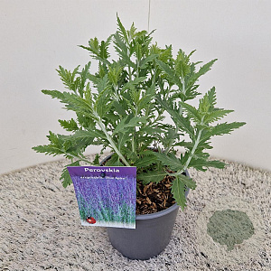 Perovskia 'Blue Spire' 25 cm 2,5L