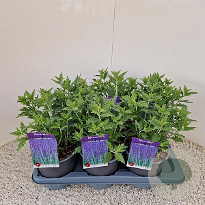 Perovskia 'Blue Spire' 25 cm 2,5L