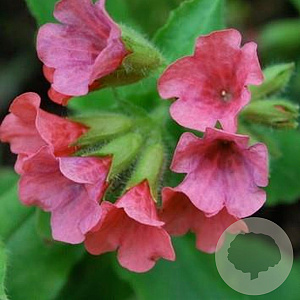 Pulmonaria rubra 'Redstart' GM P9
