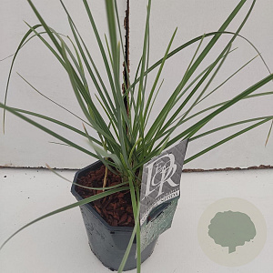 Sesleria nitida 35-40 cm 2,0L vierkant