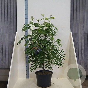 Sorbus 'Dodong' 100-125 cm 20L meerstammig